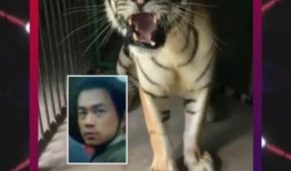 老虎爆料十三哥视频在线观看,老虎爆料视频带你一探究竟